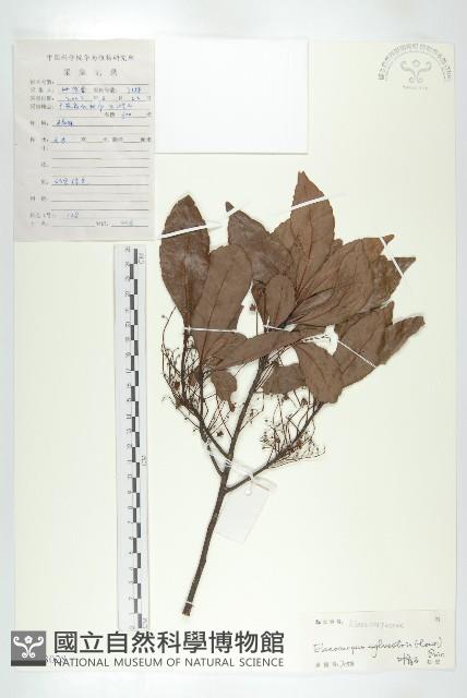 杜英、山杜英、蘭嶼杜英藏品圖，第1張