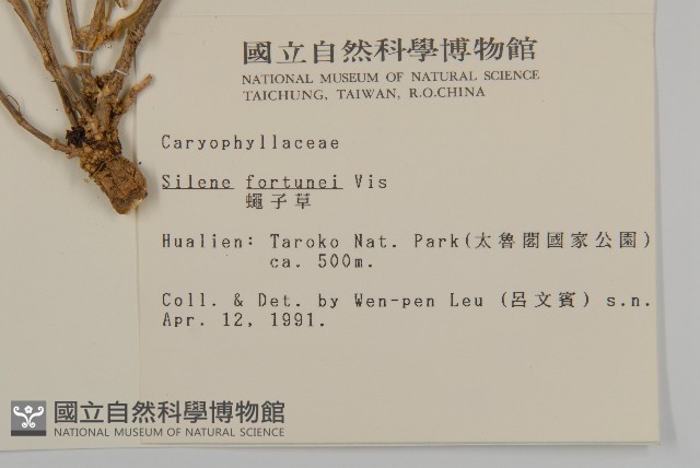 蠅子草藏品圖，第2張