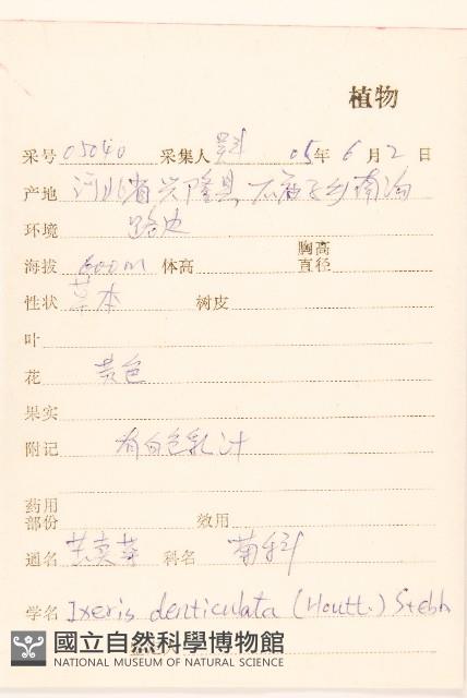 苦實菜藏品圖，第2張