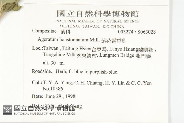 紫花霍香薊藏品圖，第2張