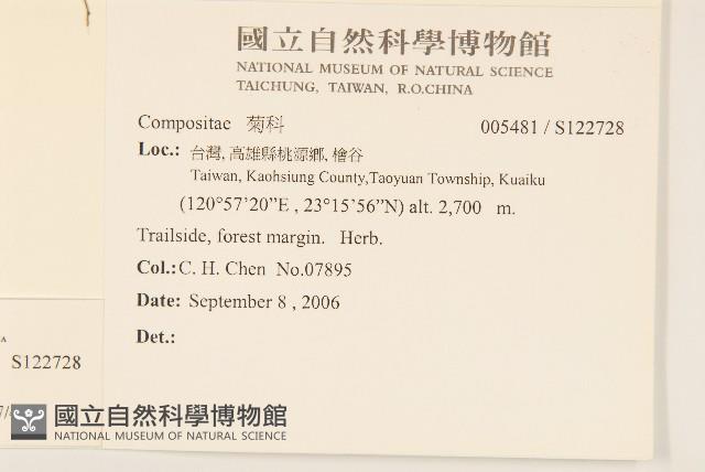 矮菊藏品圖，第2張