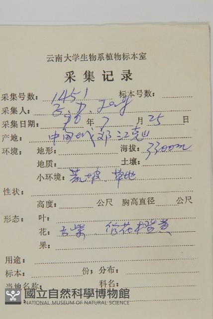 東俄洛紫菀藏品圖，第2張