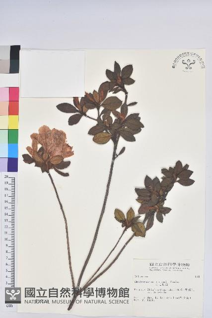 金毛杜鵑藏品圖，第1張