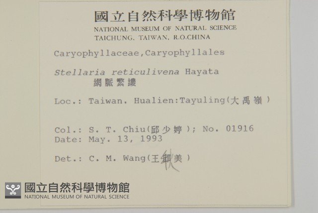 網脈繁縷藏品圖，第2張