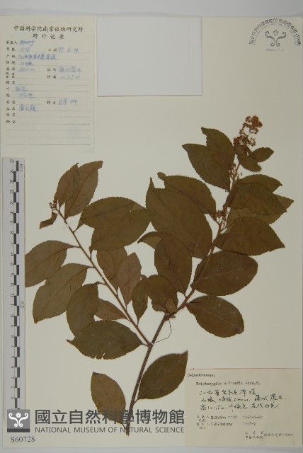 雷公藤藏品圖，第1張