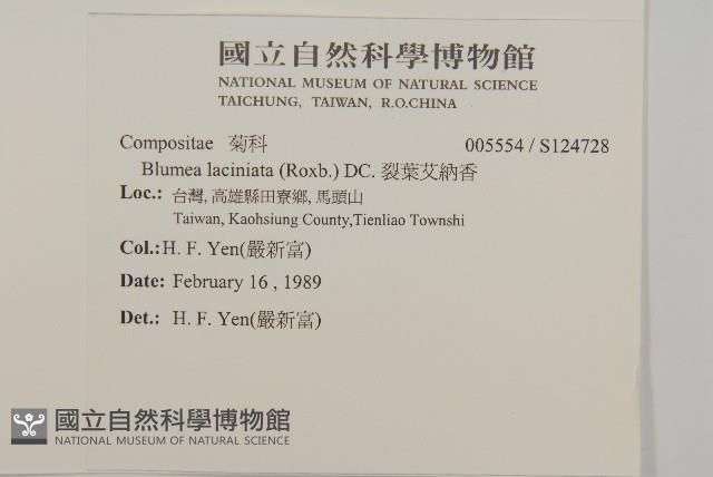 裂葉艾納香藏品圖，第2張