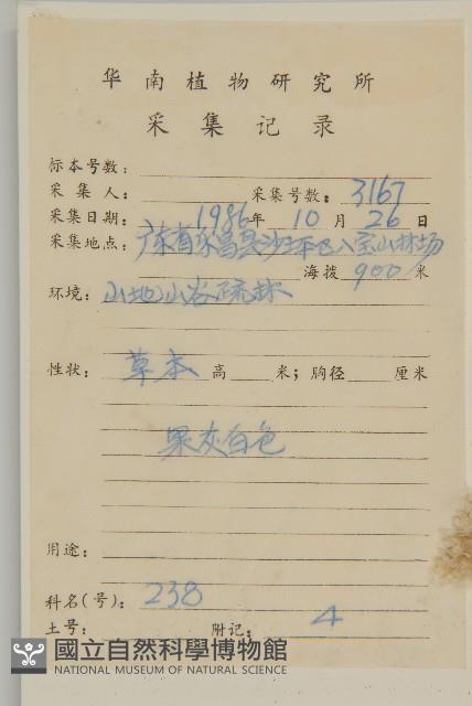 珠毛香青藏品圖，第2張