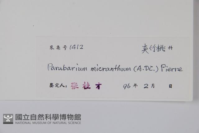 杜仲藤藏品圖，第2張