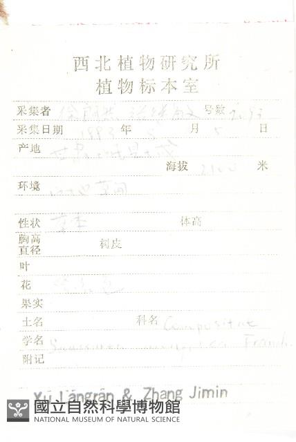 華北鳳毛菊藏品圖，第2張