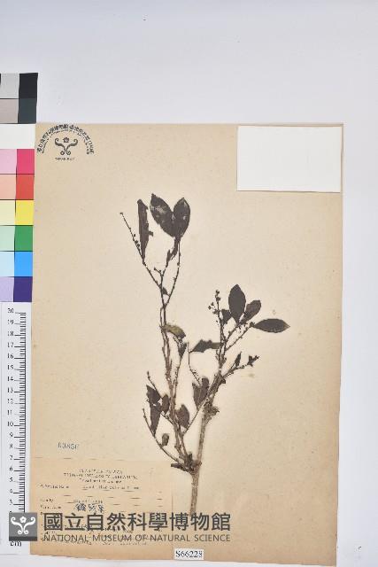 細葉饅頭果藏品圖，第1張