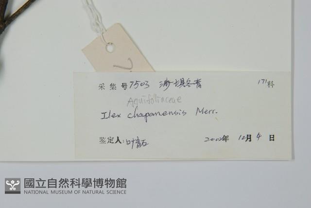 沙壩冬青藏品圖，第2張