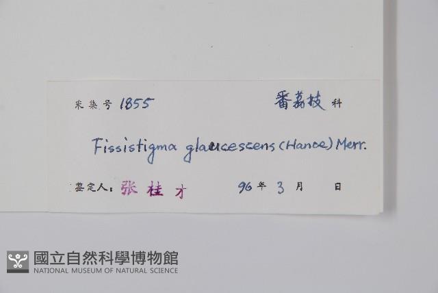 裏白瓜馥木藏品圖，第2張