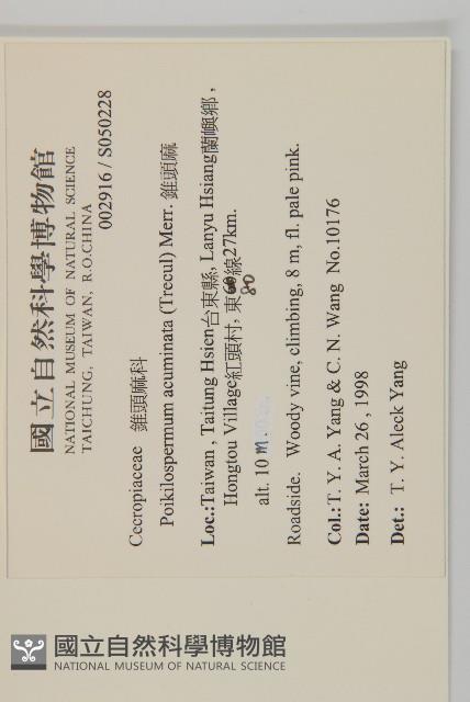 錐頭麻藏品圖，第2張