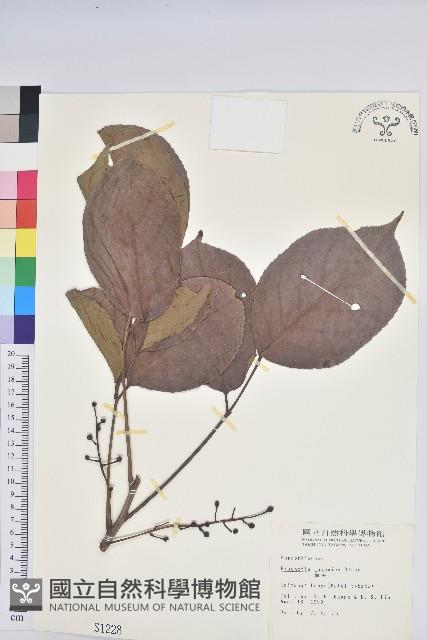 茄苳、重陽木藏品圖，第1張