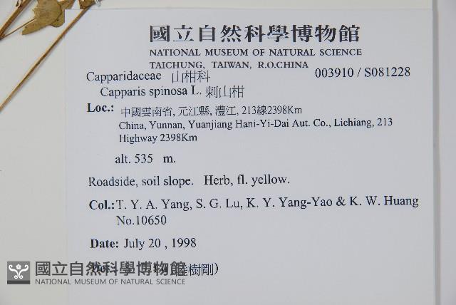 刺山柑藏品圖，第2張