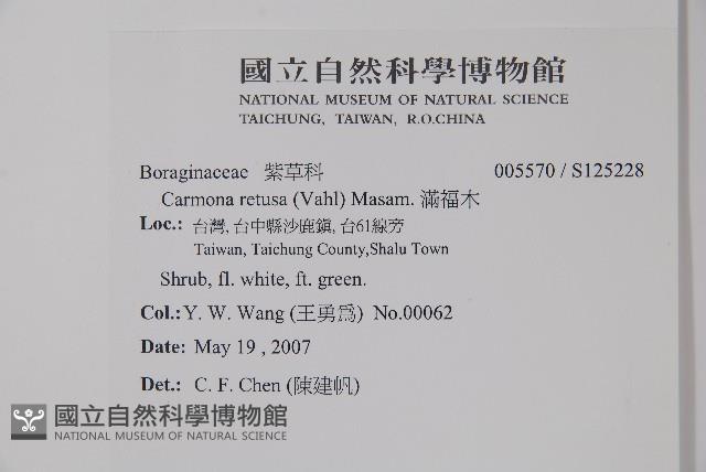 滿福木藏品圖，第2張