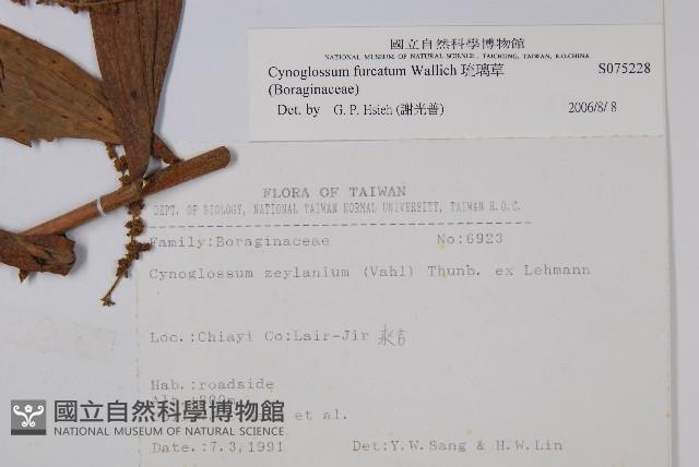 琉璃草藏品圖，第2張