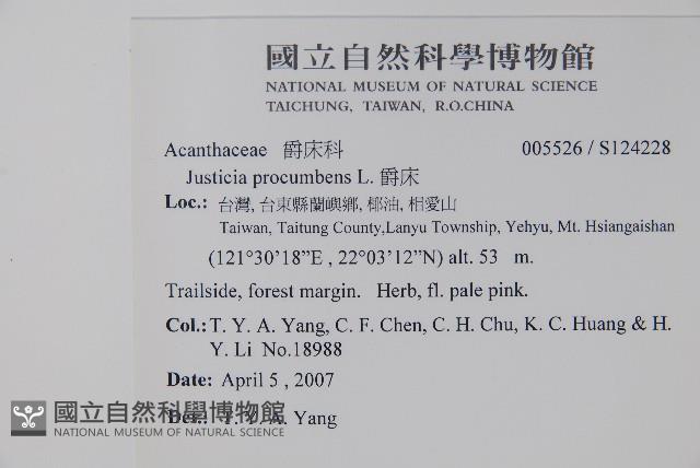 爵床藏品圖，第2張