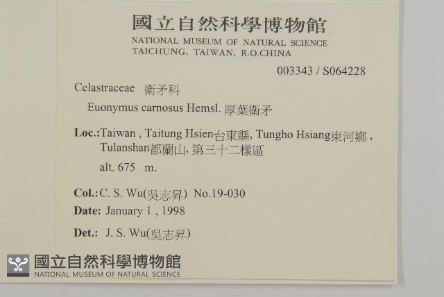 厚葉衛矛, 源一木藏品圖，第2張