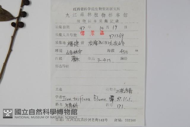 三花冬青藏品圖，第2張