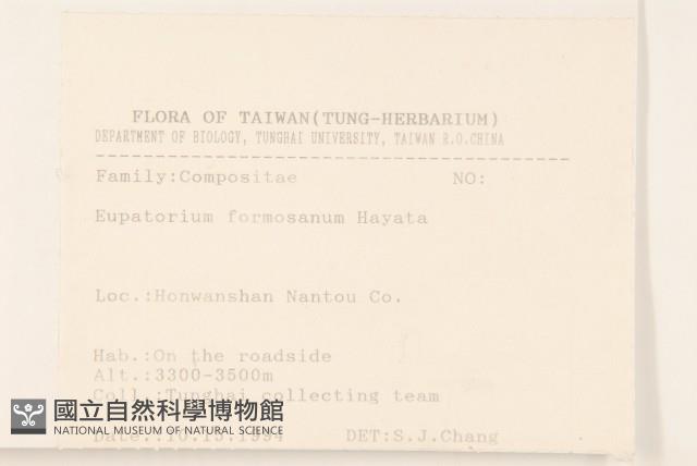 臺灣澤蘭藏品圖，第2張