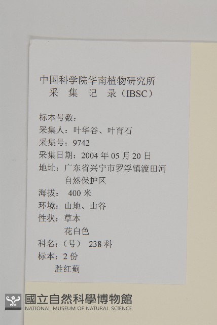 霍香薊藏品圖，第2張