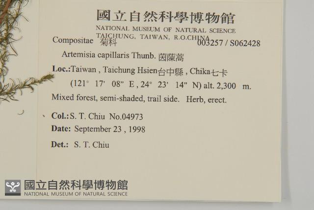 茵蔯蒿藏品圖，第2張