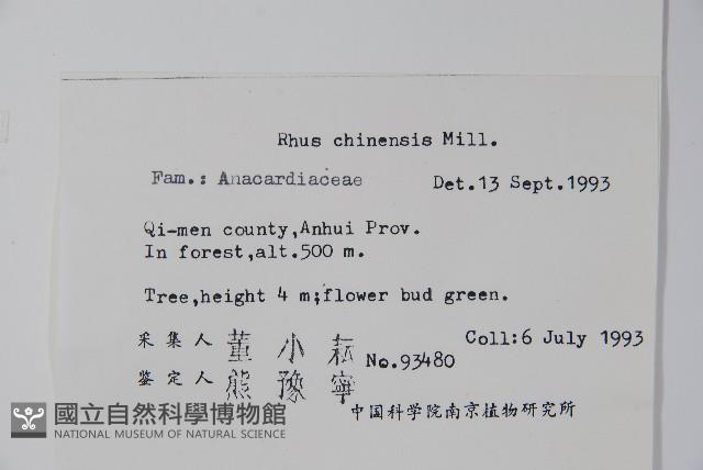 鹽膚木藏品圖，第2張