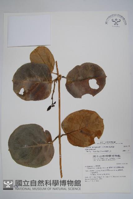 爬森藤藏品圖，第1張