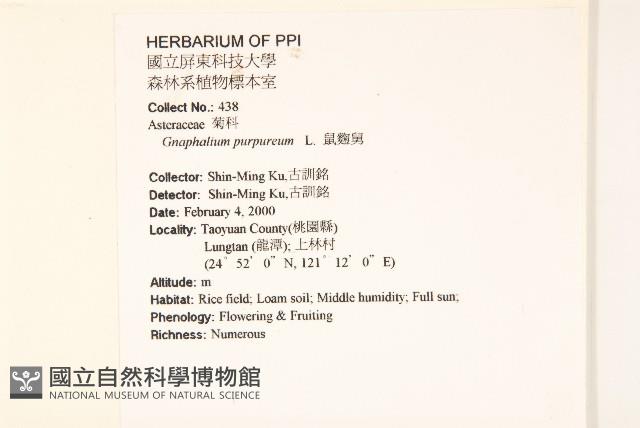 鼠麴舅藏品圖，第2張