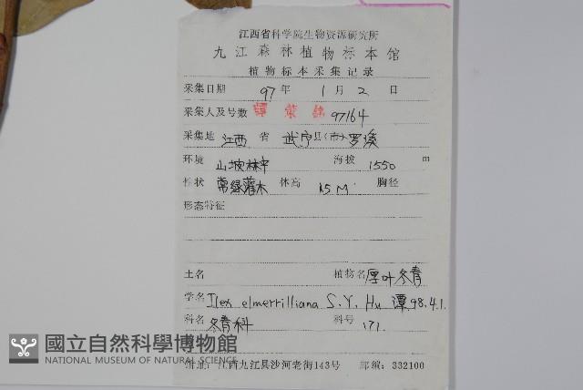 厚葉冬青藏品圖，第2張