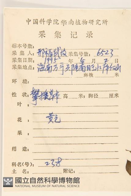 平臥三七草藏品圖，第2張