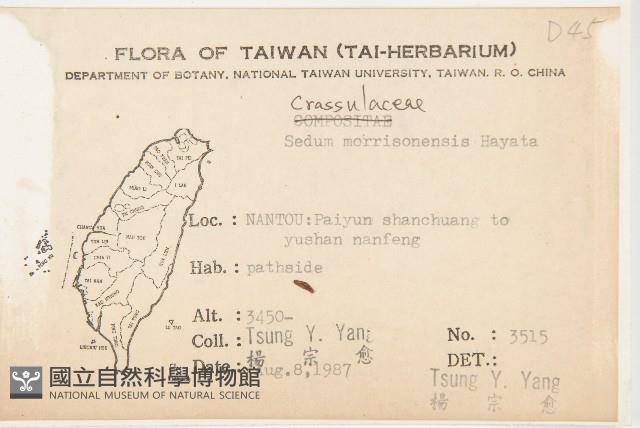 玉山佛甲草藏品圖，第2張