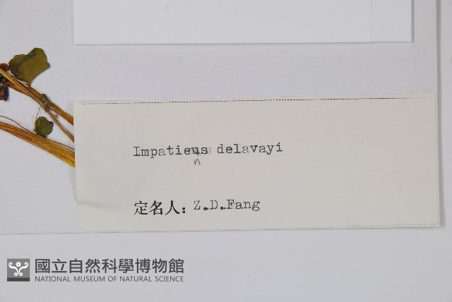 耳葉鳳仙花藏品圖，第2張