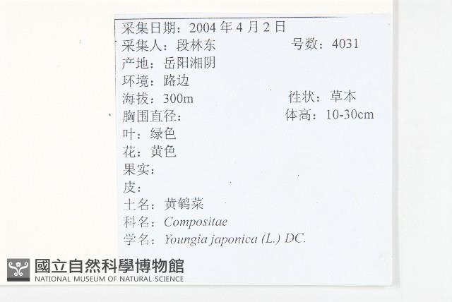 黃鵪菜藏品圖，第2張
