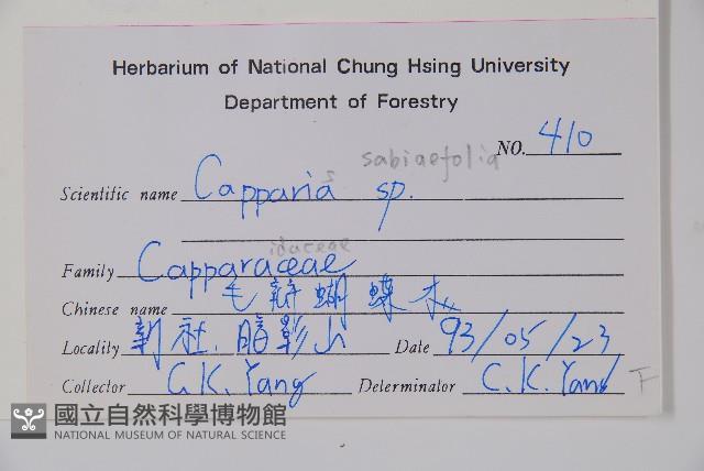 毛瓣蝴蝶木藏品圖，第2張
