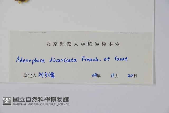 展枝沙參藏品圖，第2張