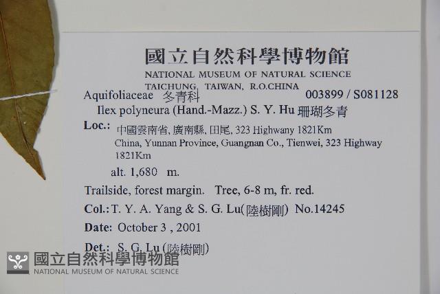 珊瑚冬青藏品圖，第2張