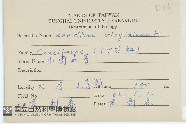 獨行菜藏品圖，第2張