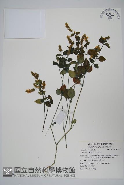 爵床藏品圖，第4張
