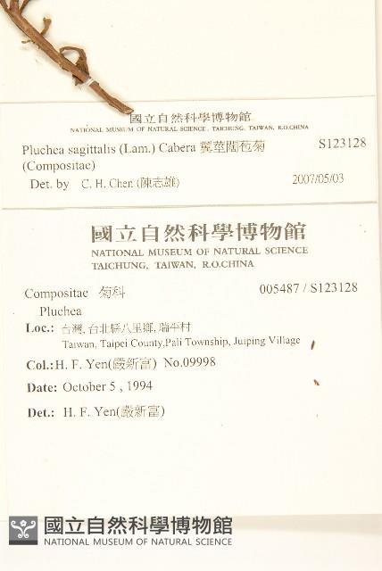 翼莖闊苞菊藏品圖，第2張