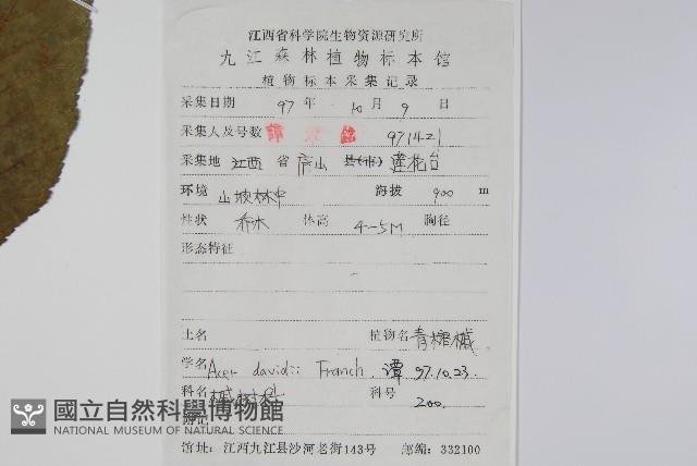 青榨槭藏品圖，第2張