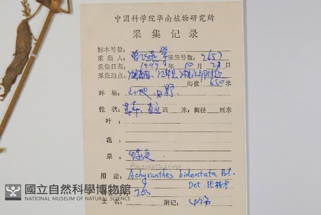 牛膝藏品圖，第2張