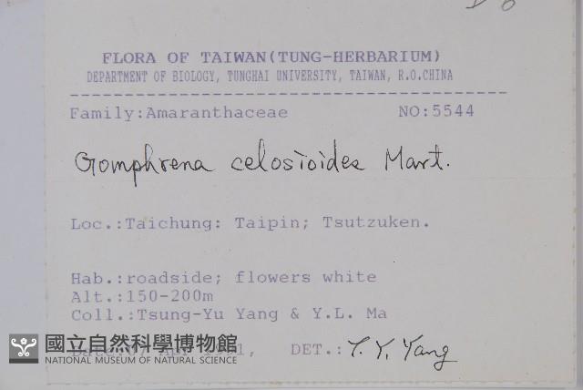 假千日紅藏品圖，第2張