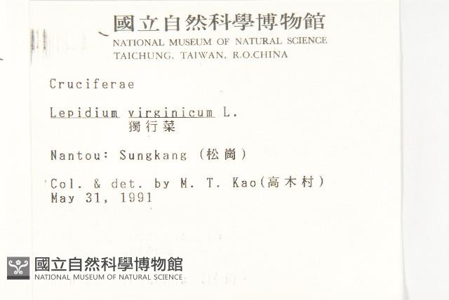 獨行菜藏品圖，第2張