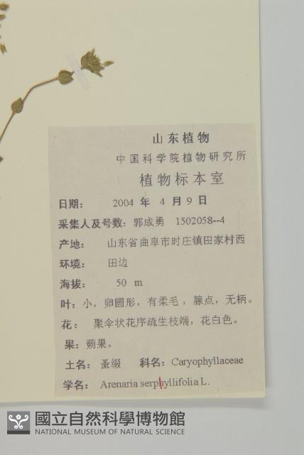 無心菜、鵝不食草藏品圖，第2張