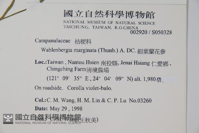 細葉蘭花參藏品圖，第2張