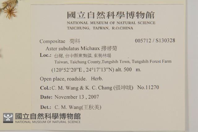 掃帚菊藏品圖，第2張