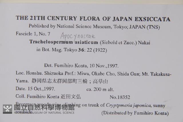 亞洲絡石藏品圖，第2張