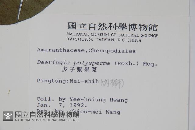 多子漿果莧藏品圖，第2張